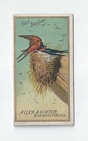 Barn Swallow front