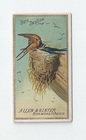 Barn Swallow front