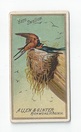 Barn Swallow front