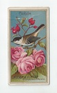 Chickadee front