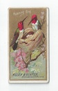 Humming Bird front