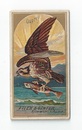 Osprey front