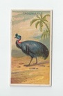 Cassowary front