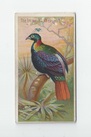 Impeyan Pheasant front