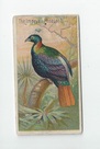 Impeyan Pheasant front