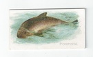 Porpoise front