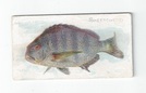 Sheepshead front