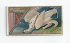 American Ptarmigan front