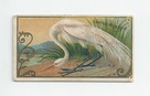 American White Egret front