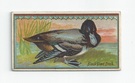 Black Head Duck front