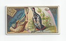 Canada Grouse front