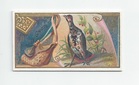 Canada Grouse front