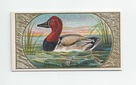 Canvas Back Duck front