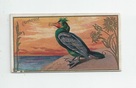 Cormorant front