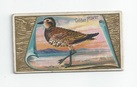Golden Plover front