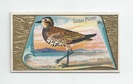 Golden Plover front