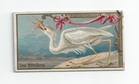 Great White Heron front