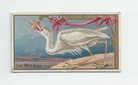 Great White Heron front