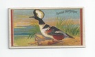 Hooded Merganser front