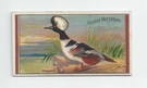 Hooded Merganser front