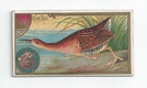 King Rail front
