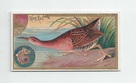 King Rail front