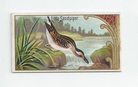Little Sandpiper front