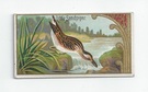 Little Sandpiper front
