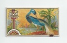 Louisiana Heron front