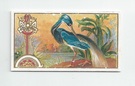 Louisiana Heron front