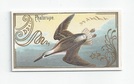 Phalarope front
