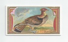 Pheasant front