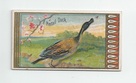 Pintail Duck front