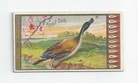 Pintail Duck front
