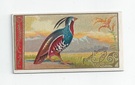 Plumed Partridge front