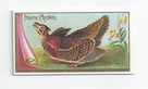 Prairie Chicken front