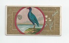 Purple Gallinule front