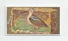 Woodcock front