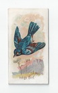 Indigo Bird front