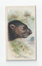 Tasmanian Devil front