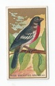 Rose Breasted Grosbeak front