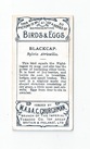 Blackcap back