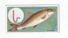 Barbel front