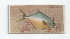 Pompano front
