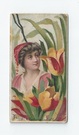 Tulip front