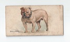 Bulldog front