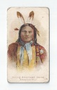 Young American Horse front