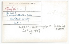 Marea back